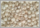 Sorghum Seeds